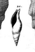 Conoidea?